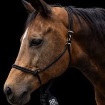 Black handmade rope halter on a horse