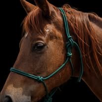 Pine green handmade rope halter on a horse