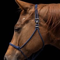 Navy handmade rope halter on a horse