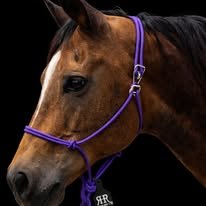Purple handmade rope halter on a horse