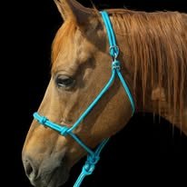 Turquoise handmade rope halter on a horse